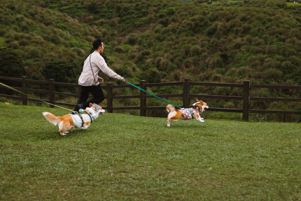 A person joyfully walks two corgis in a scenic park with verdant hills.